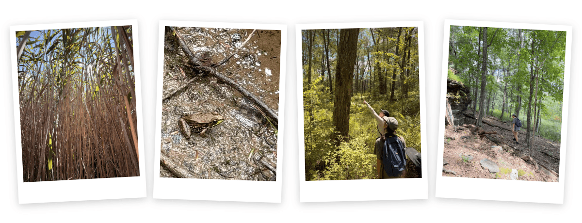 Snapshots@2x