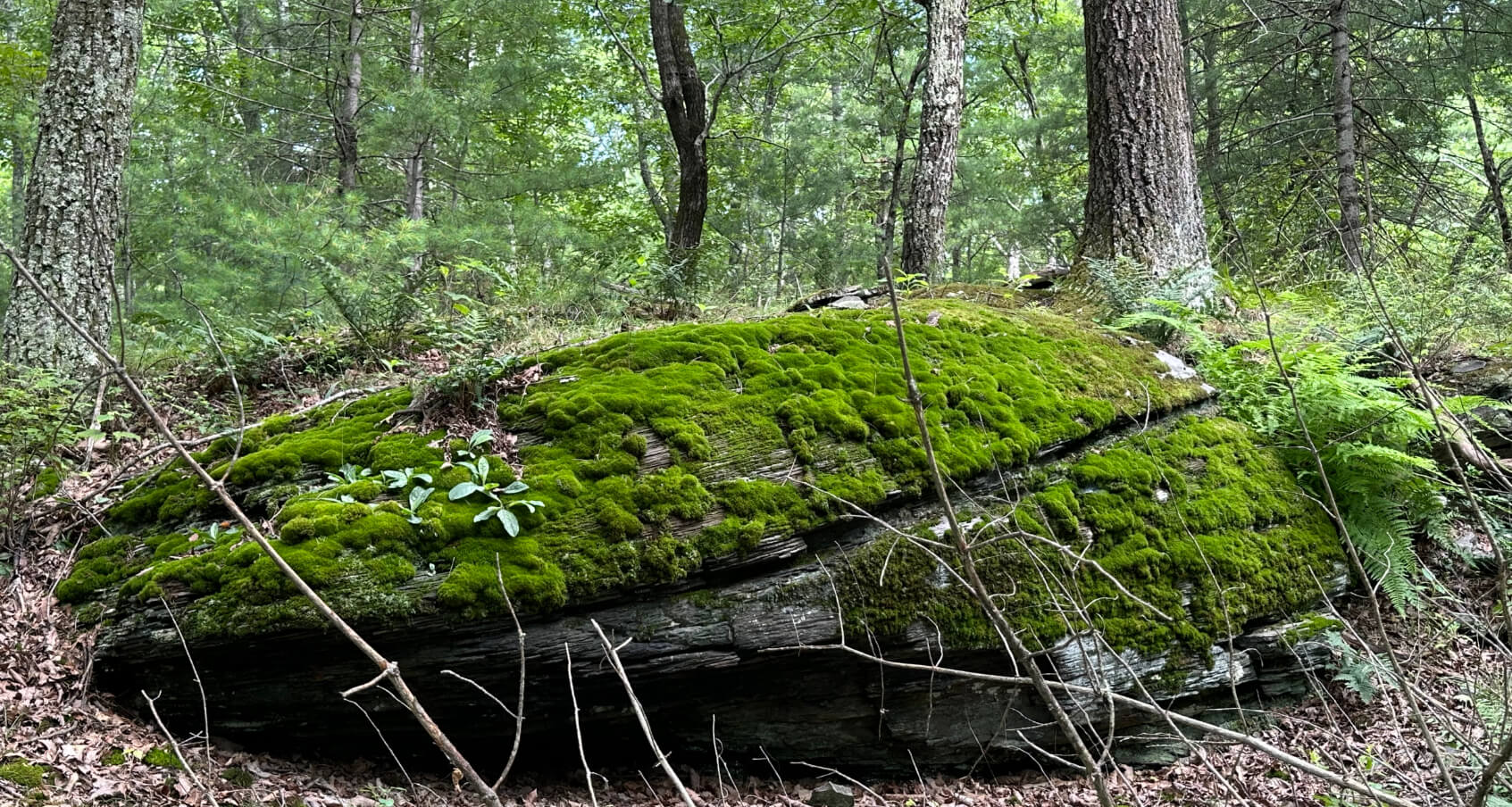 Rock Oak Preserve Opens to the Public