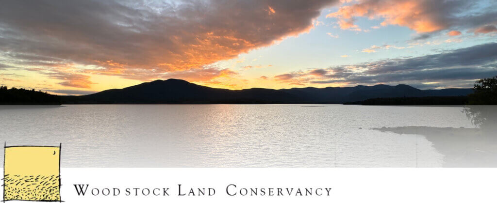 Summer Appeal - Header_Gradient_crop